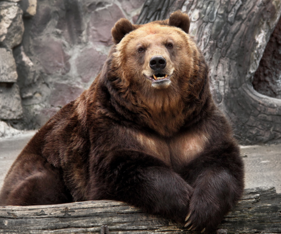 Fondo de pantalla Bear in Zoo 960x800