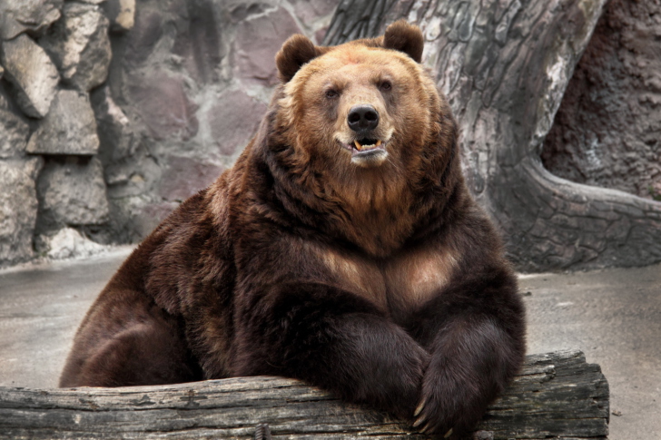 Fondo de pantalla Bear in Zoo