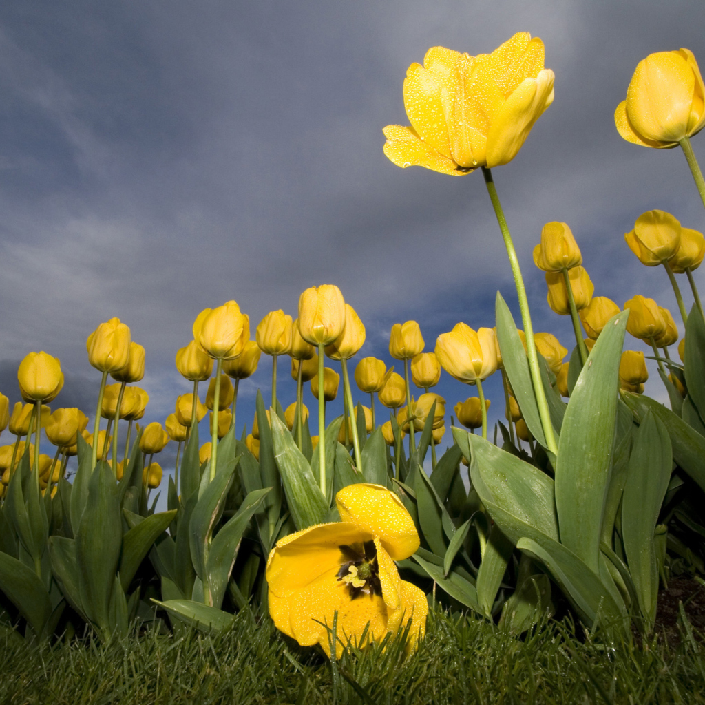 Sfondi Field Of Yellow Fowers 1024x1024