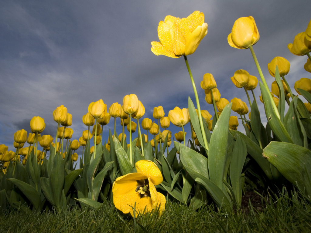 Fondo de pantalla Field Of Yellow Fowers 1024x768