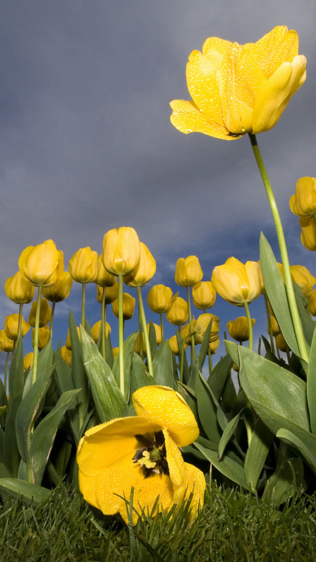 Field Of Yellow Fowers wallpaper 1080x1920