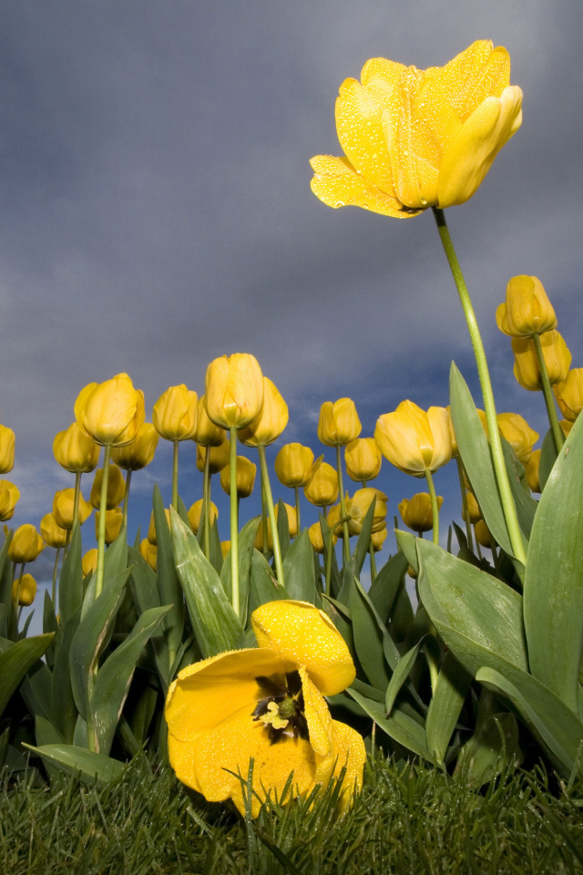 Field Of Yellow Fowers wallpaper 640x960