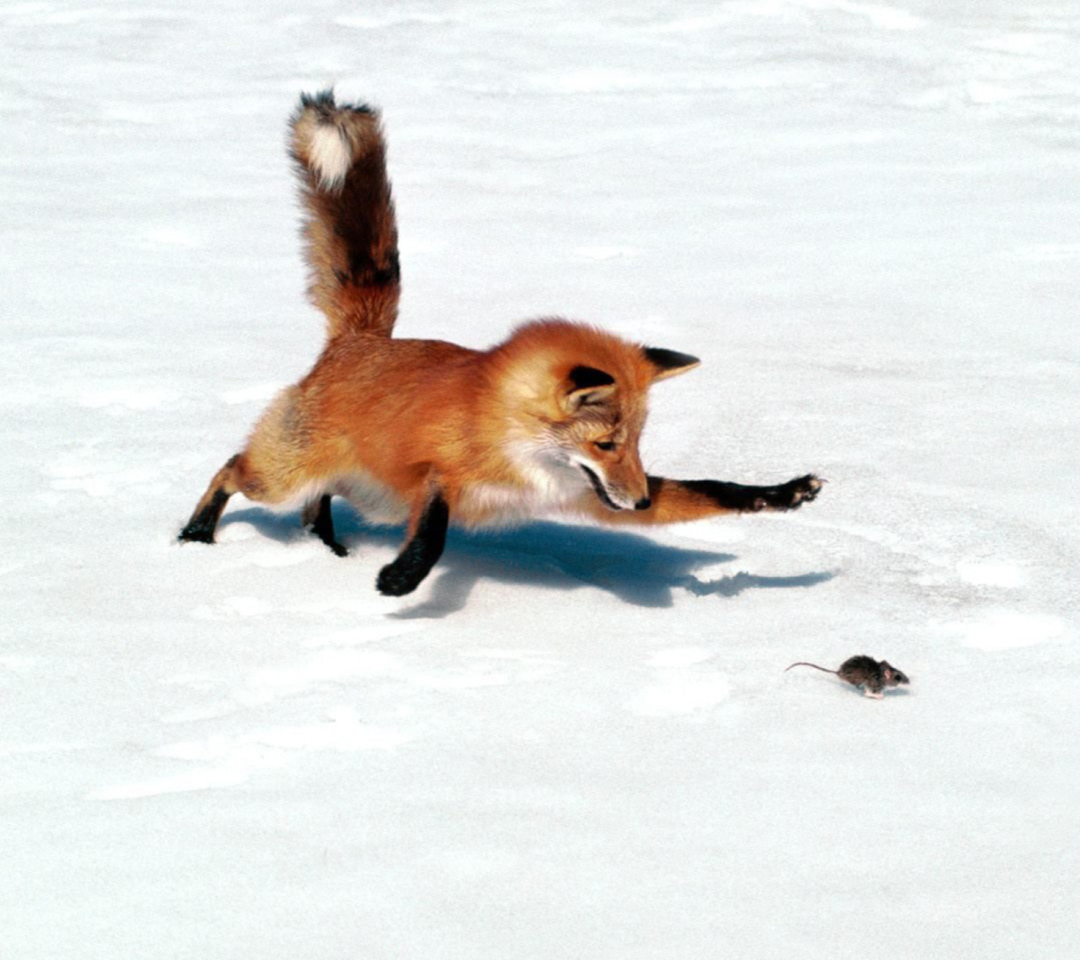 Fox wallpaper 1080x960