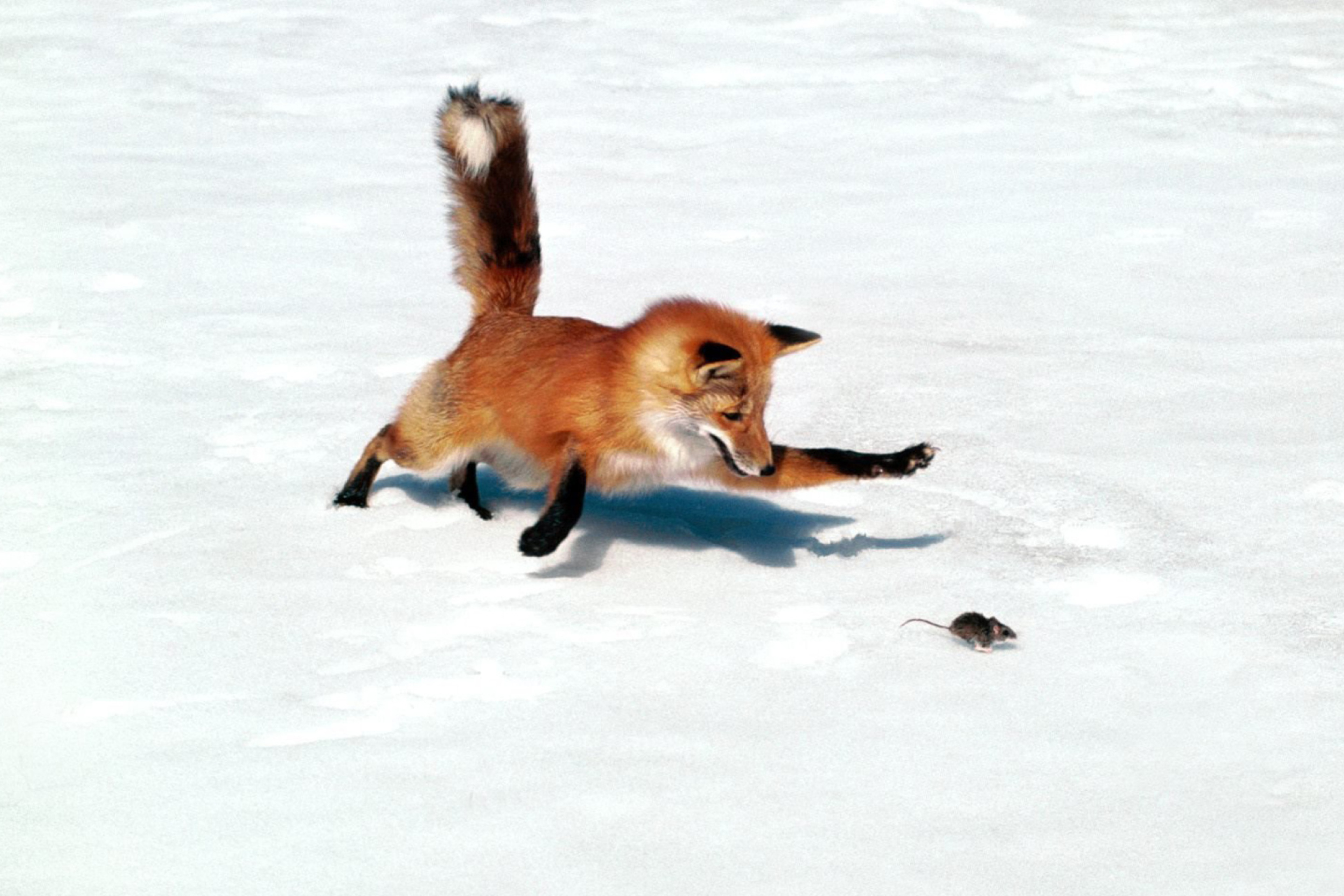 Обыкновенная лисица мышкует. Лиса охотится. Лиса ловит мышей зимой. Лиса в прыжке.