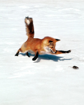 Free Fox Picture for Nokia Asha 311