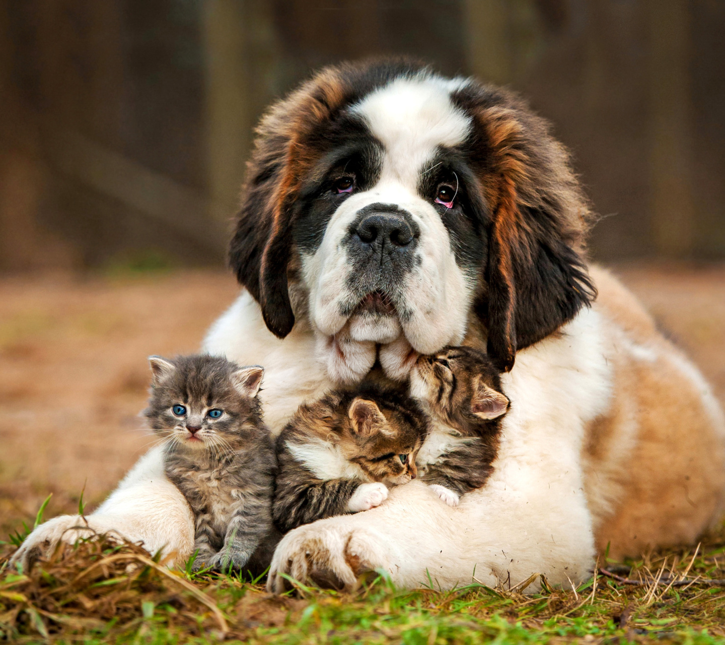 Обои St Bernard Dog with Kittens 1440x1280