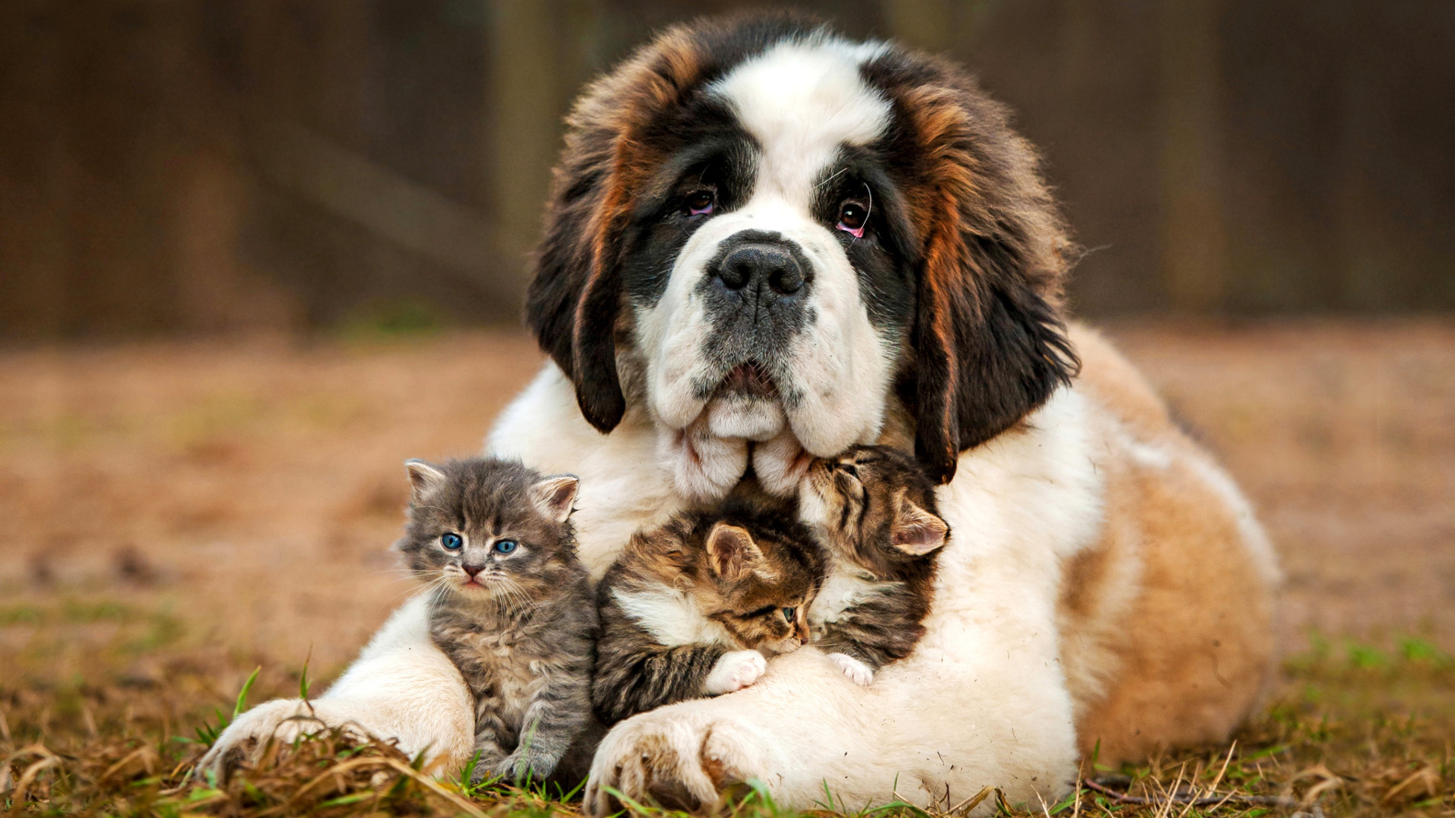 Das St Bernard Dog with Kittens Wallpaper 1600x900