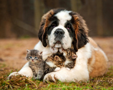 Обои St Bernard Dog with Kittens 220x176