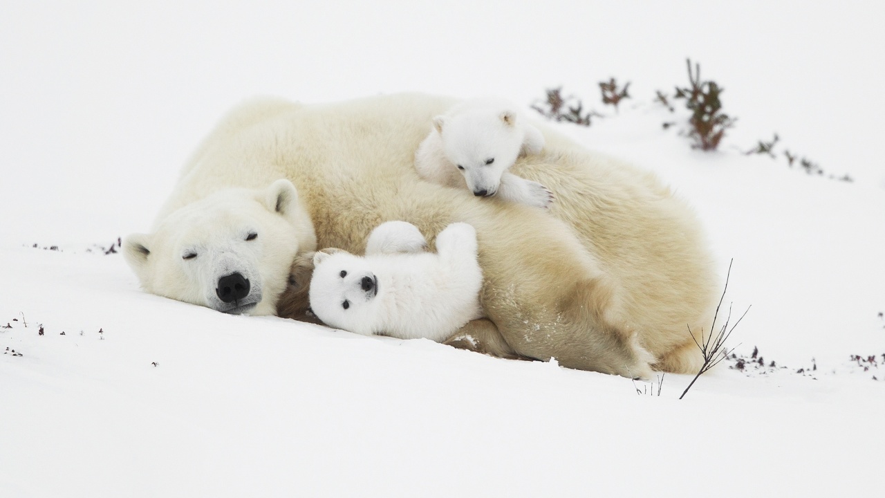 Polar Bears wallpaper 1280x720