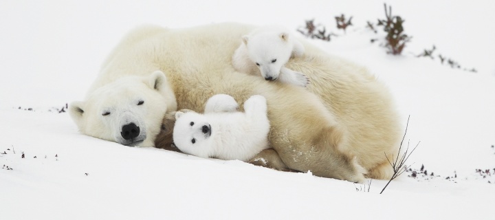 Polar Bears wallpaper 720x320