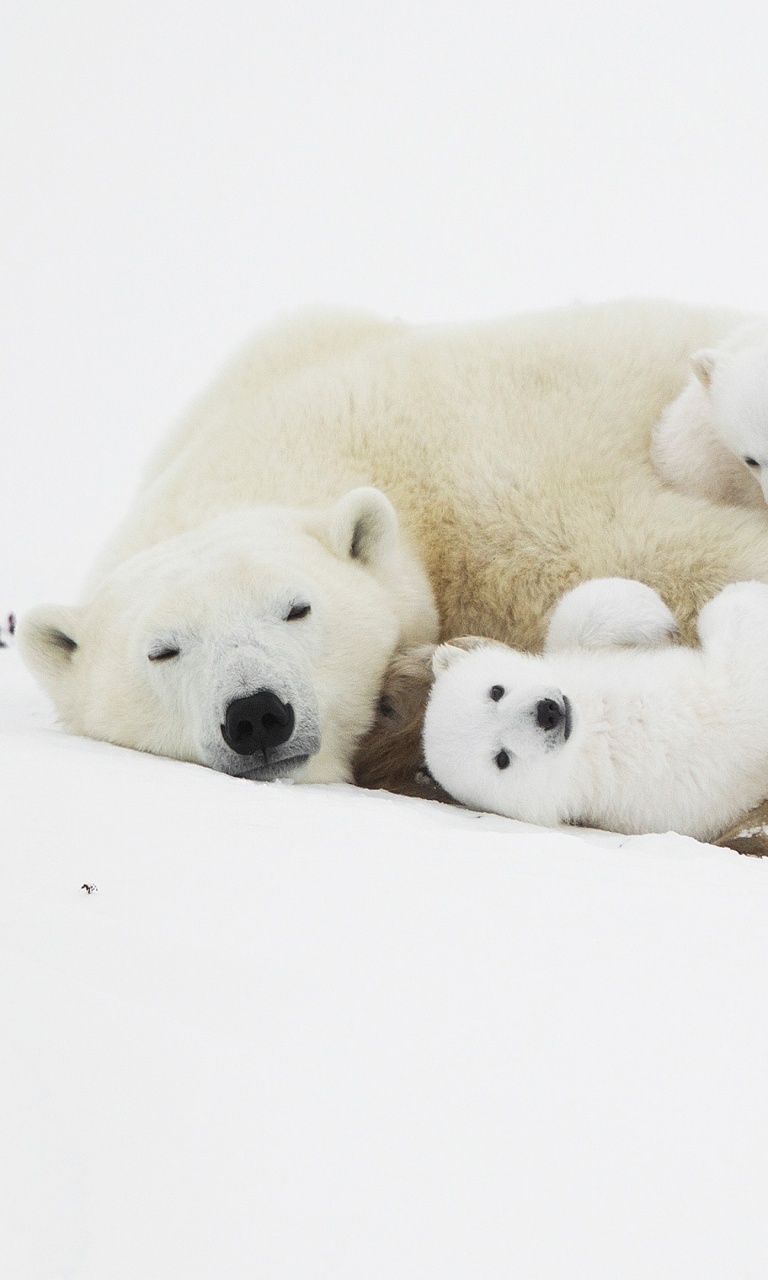 Polar Bears wallpaper 768x1280