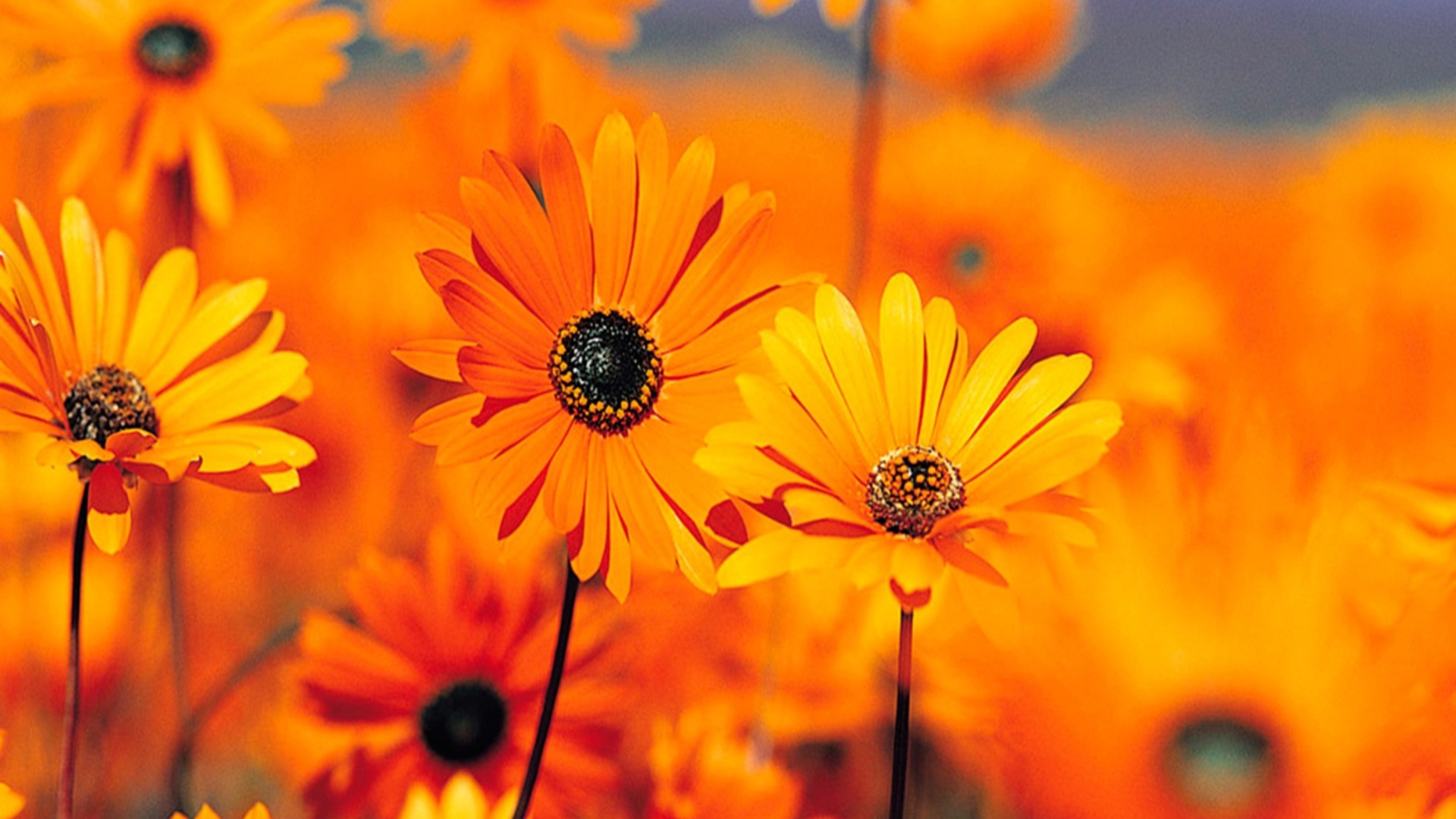 Fondo de pantalla Orange Flowers 1920x1080