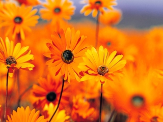 Обои Orange Flowers 320x240