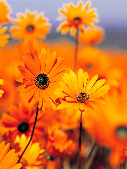 Fondo de pantalla Orange Flowers 480x640