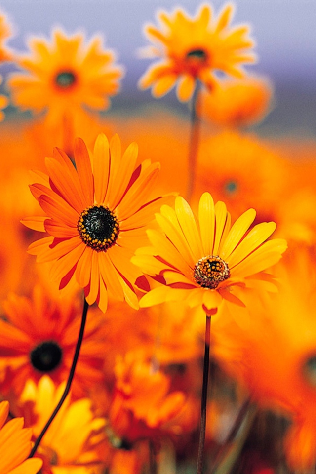 Fondo de pantalla Orange Flowers 640x960