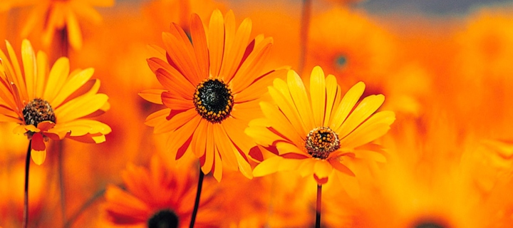 Orange Flowers wallpaper 720x320