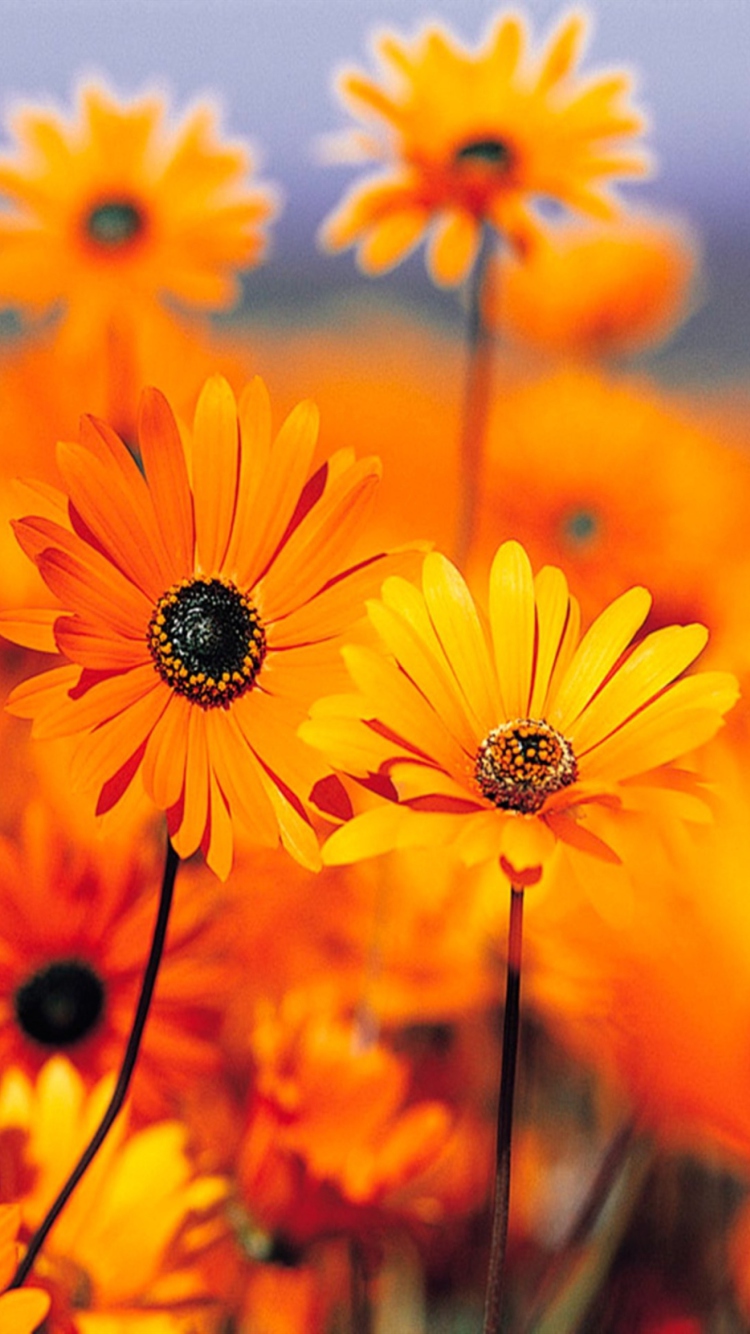 Screenshot №1 pro téma Orange Flowers 750x1334