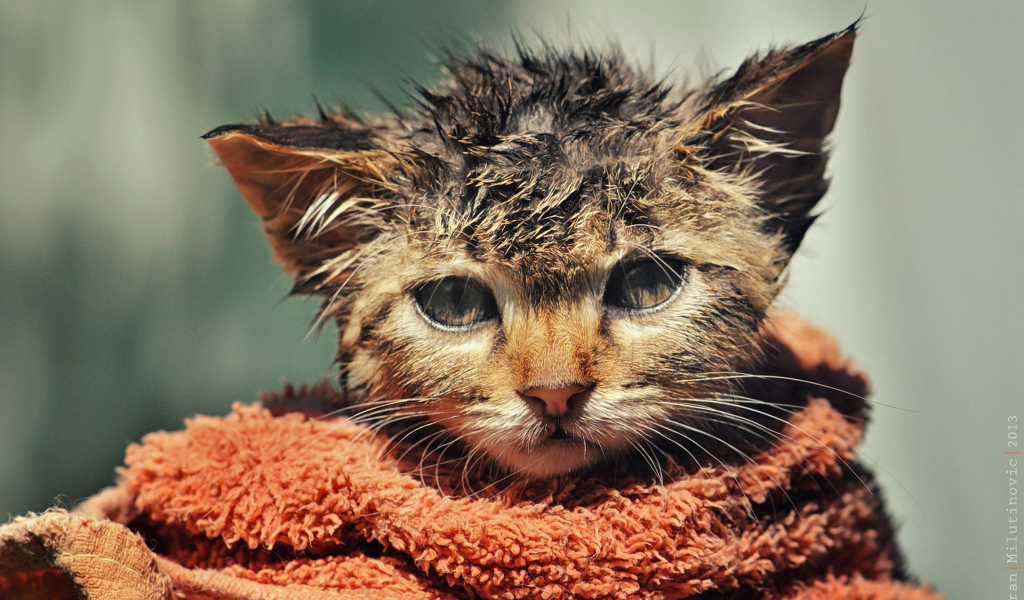 Cute Wet Kitty Cat After Having Shower screenshot #1 1024x600