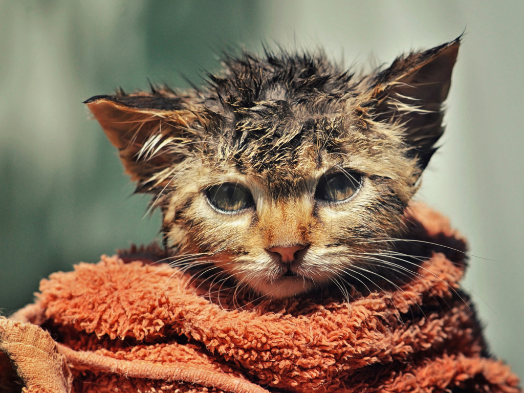 Sfondi Cute Wet Kitty Cat After Having Shower 1024x768