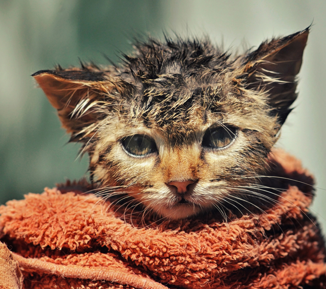 Обои Cute Wet Kitty Cat After Having Shower 1080x960