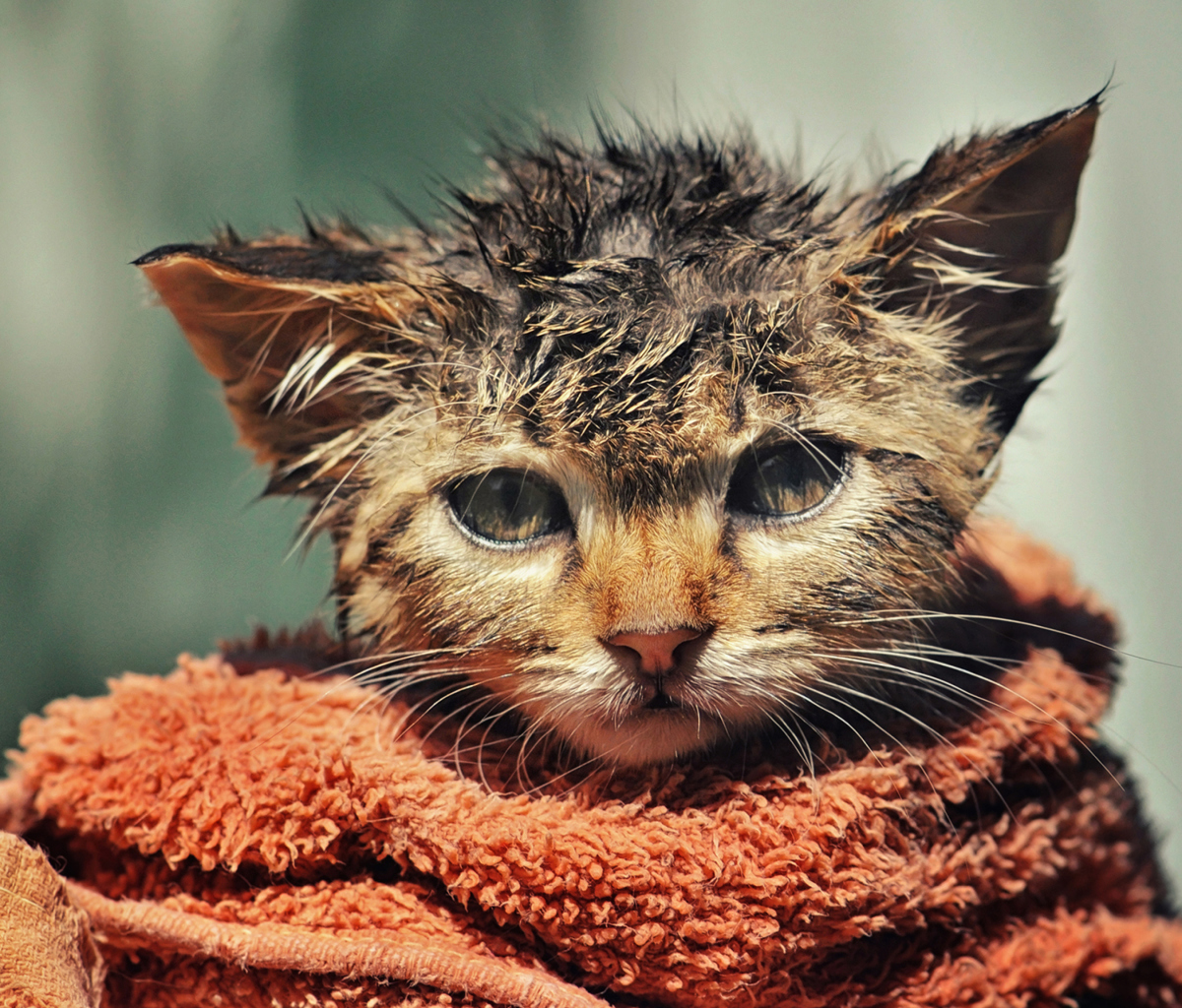 Fondo de pantalla Cute Wet Kitty Cat After Having Shower 1200x1024