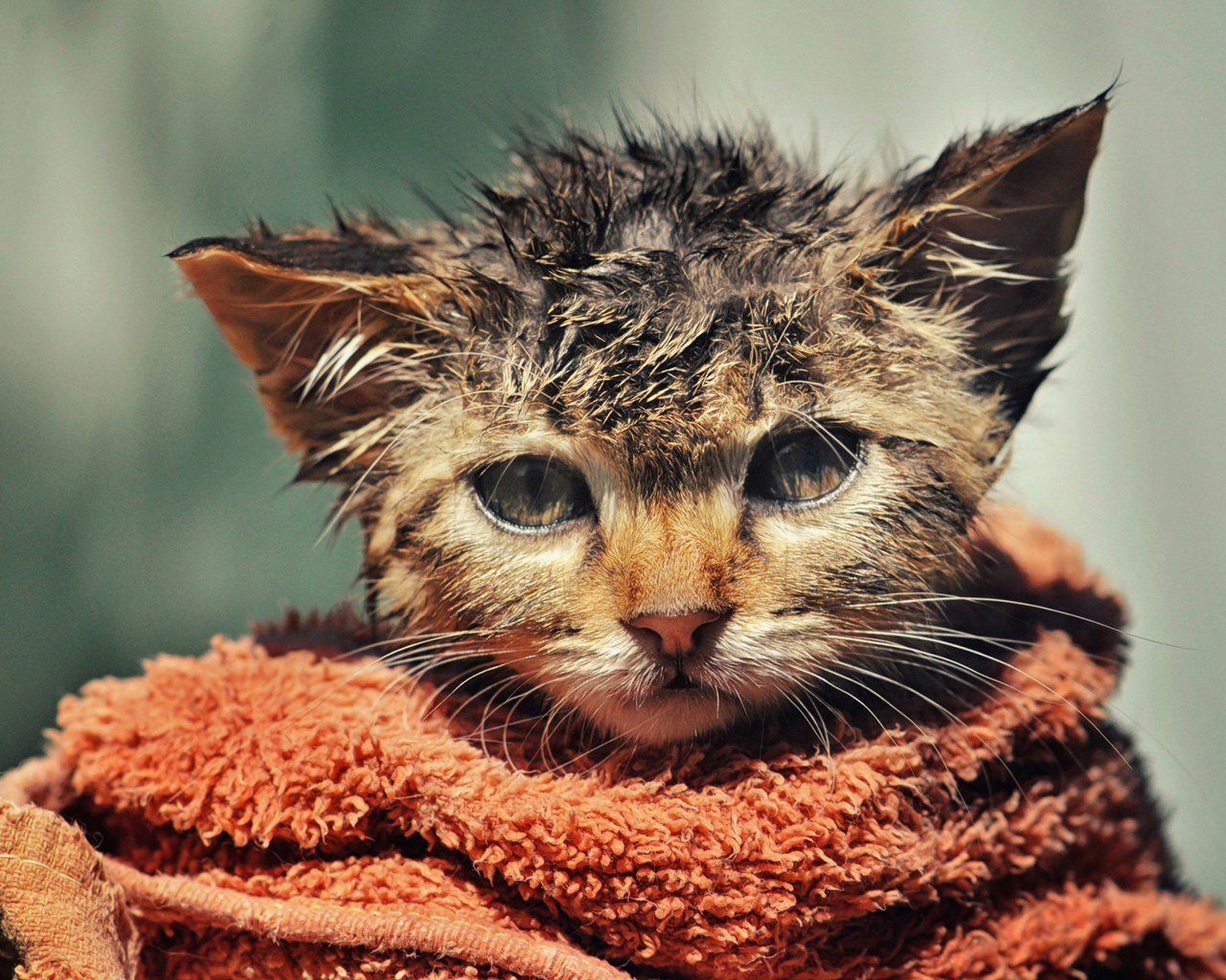 Обои Cute Wet Kitty Cat After Having Shower 1280x1024