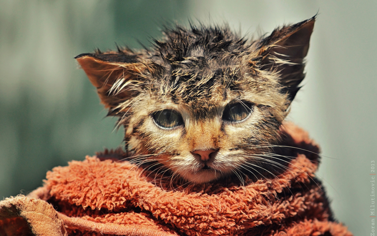 Обои Cute Wet Kitty Cat After Having Shower 1280x800
