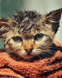 Обои Cute Wet Kitty Cat After Having Shower 128x160