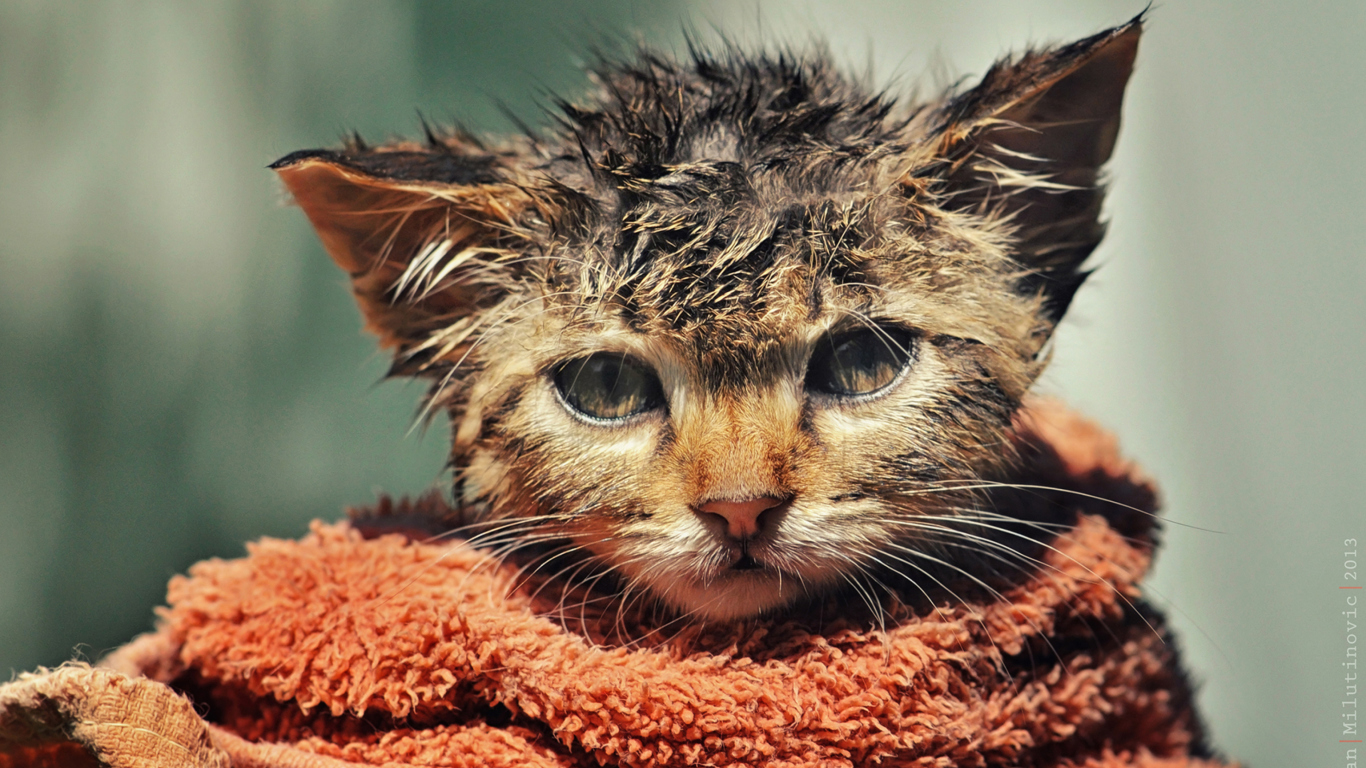 Fondo de pantalla Cute Wet Kitty Cat After Having Shower 1366x768