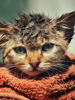 Das Cute Wet Kitty Cat After Having Shower Wallpaper 240x320