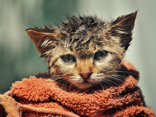 Fondo de pantalla Cute Wet Kitty Cat After Having Shower 320x240