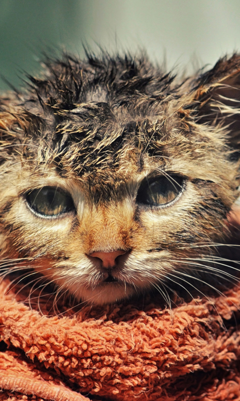 Обои Cute Wet Kitty Cat After Having Shower 480x800