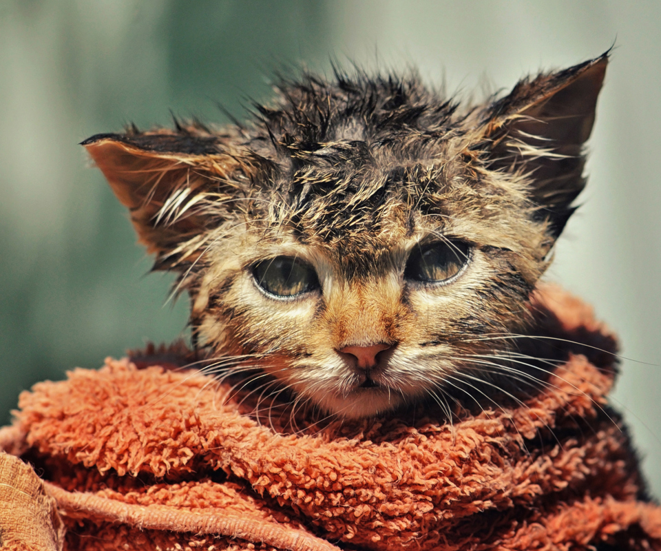 Обои Cute Wet Kitty Cat After Having Shower 960x800
