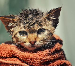 Cute Wet Kitty Cat After Having Shower papel de parede para celular para iPad