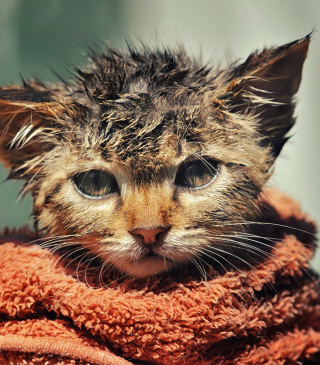 Cute Wet Kitty Cat After Having Shower - Obrázkek zdarma pro 320x480