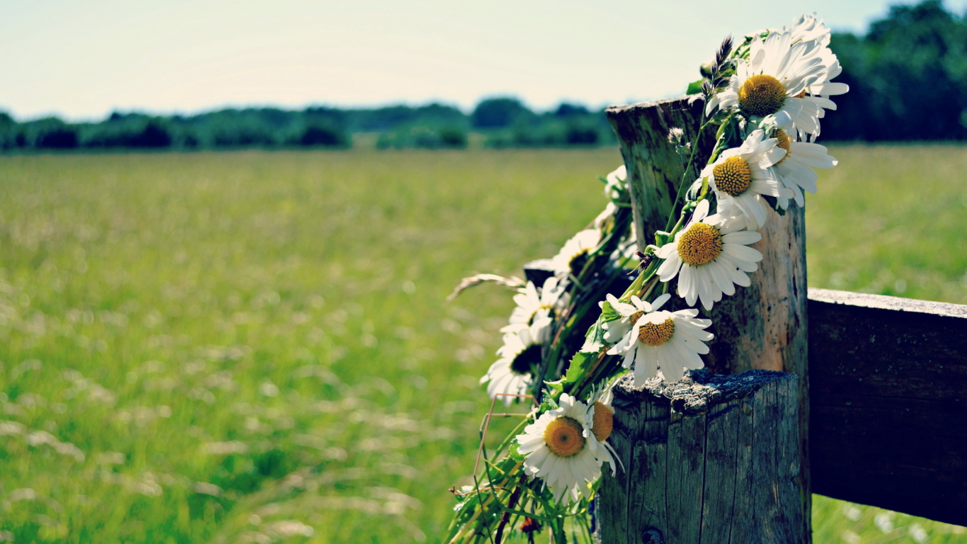 Daisy Wreath wallpaper 1366x768