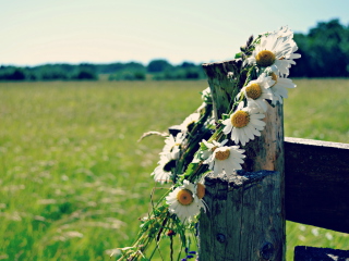 Fondo de pantalla Daisy Wreath 320x240