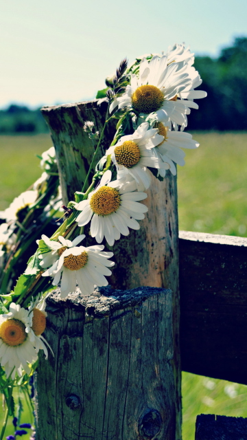 Fondo de pantalla Daisy Wreath 360x640