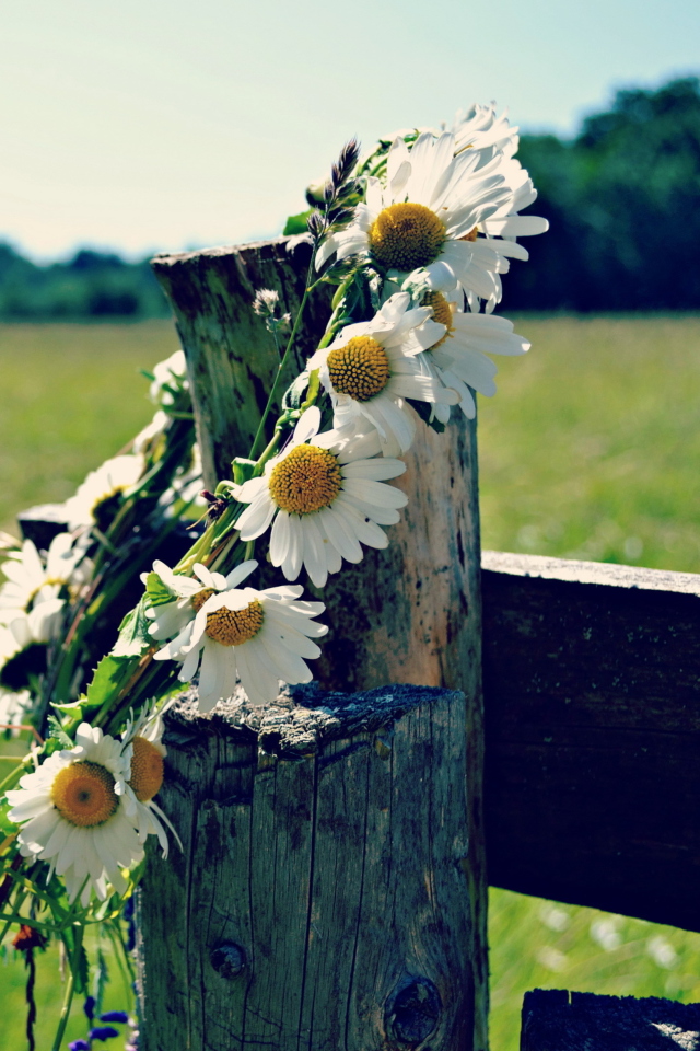 Das Daisy Wreath Wallpaper 640x960