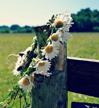 Daisy Wreath - Fondos de pantalla gratis para iPad 2