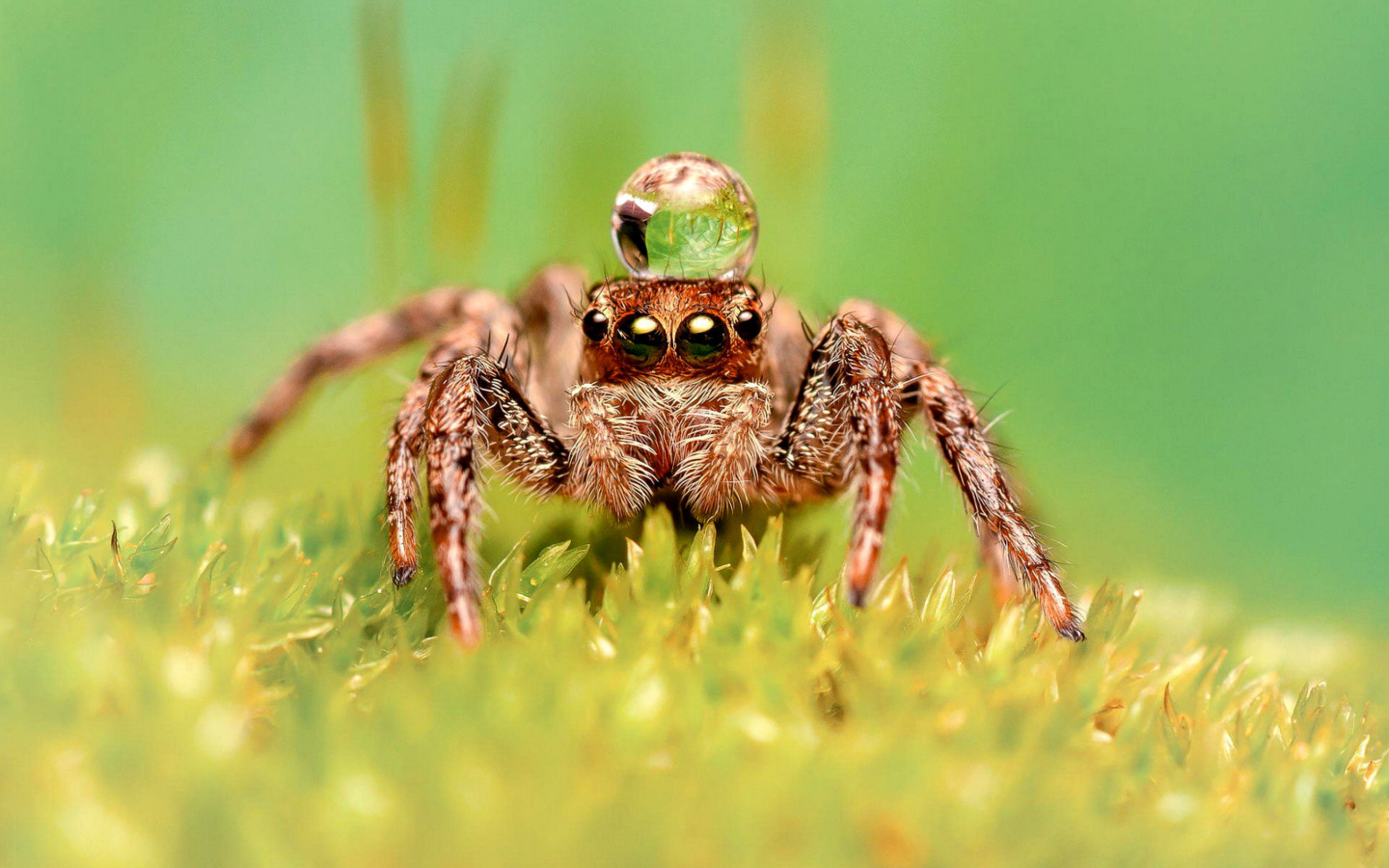 Sfondi Poisonous Spider Tarantula 1440x900