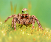Fondo de pantalla Poisonous Spider Tarantula 176x144