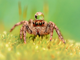 Screenshot №1 pro téma Poisonous Spider Tarantula 320x240