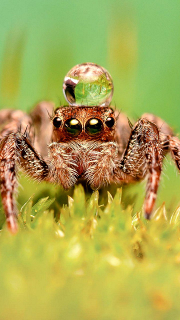 Fondo de pantalla Poisonous Spider Tarantula 360x640