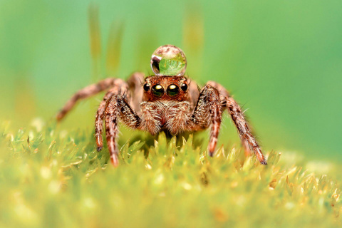 Screenshot №1 pro téma Poisonous Spider Tarantula 480x320