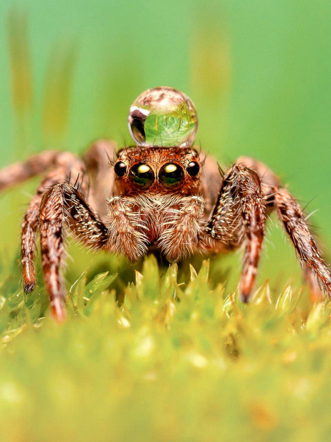 Poisonous Spider Tarantula screenshot #1 480x640