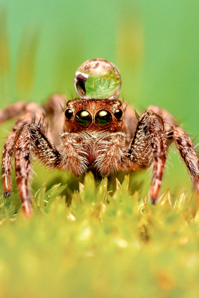Poisonous Spider Tarantula screenshot #1 640x960