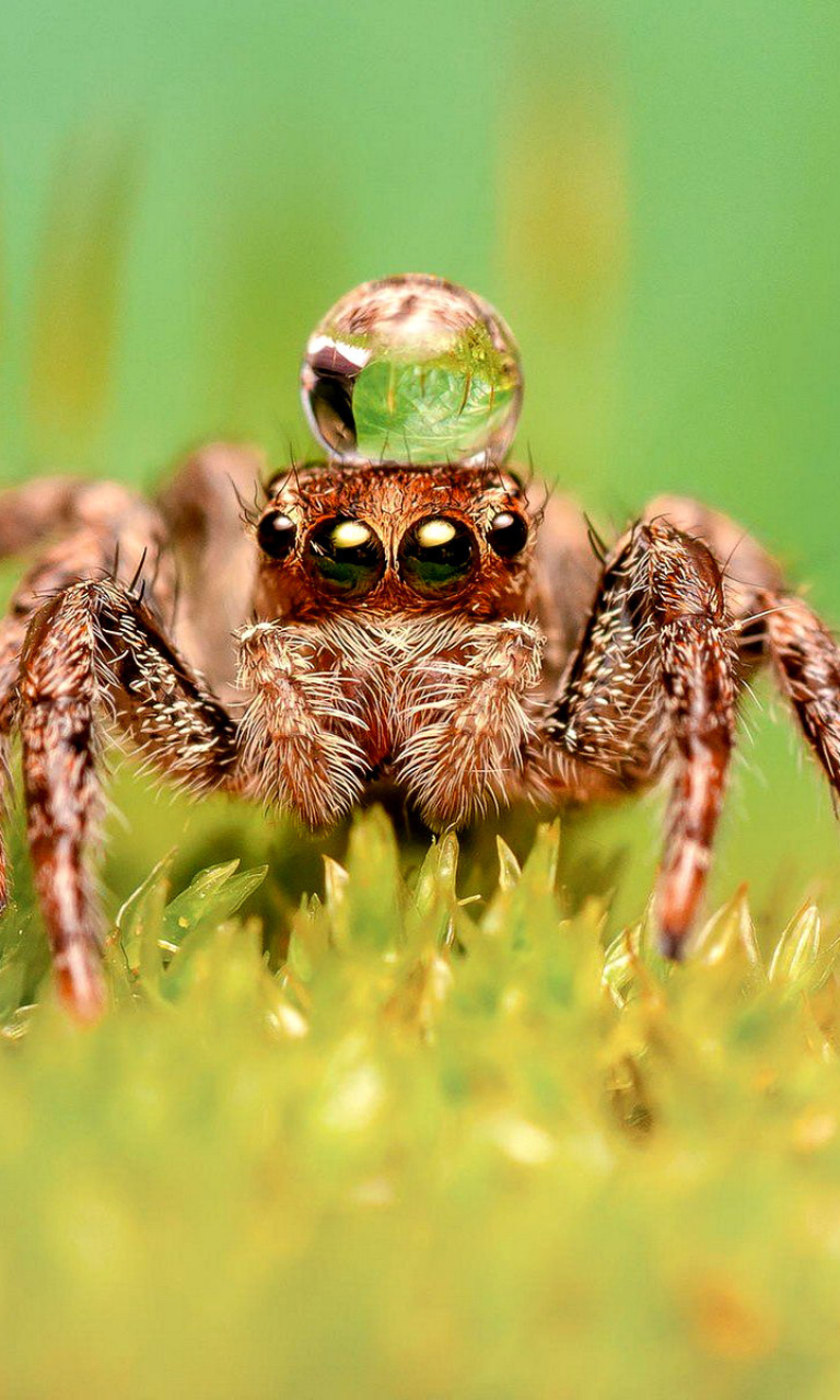 Fondo de pantalla Poisonous Spider Tarantula 768x1280