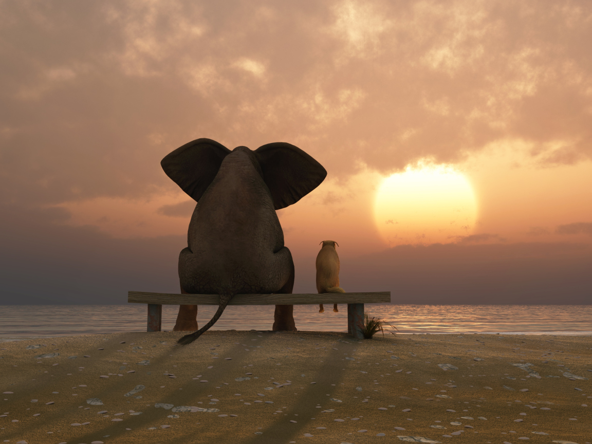 Elephant And Dog Looking At Sunset wallpaper 1152x864