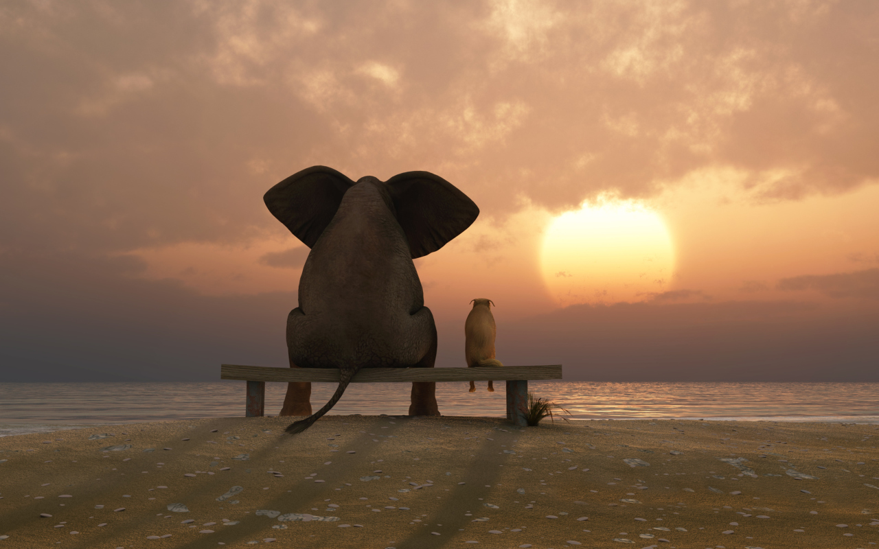 Das Elephant And Dog Looking At Sunset Wallpaper 1280x800